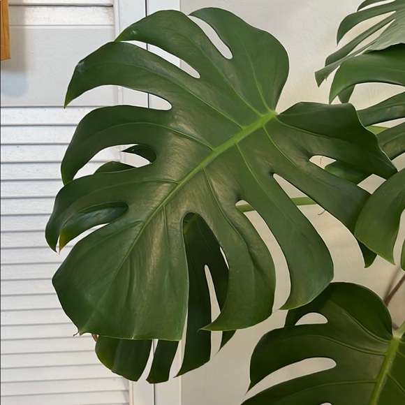 plantladypicks